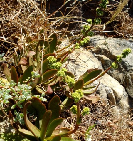 Crassula nudicaulis var. nudicaulis buds